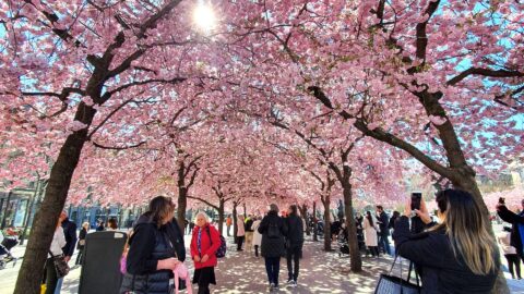 Cherry blossoms in Stockholm - Hotel Esplanade